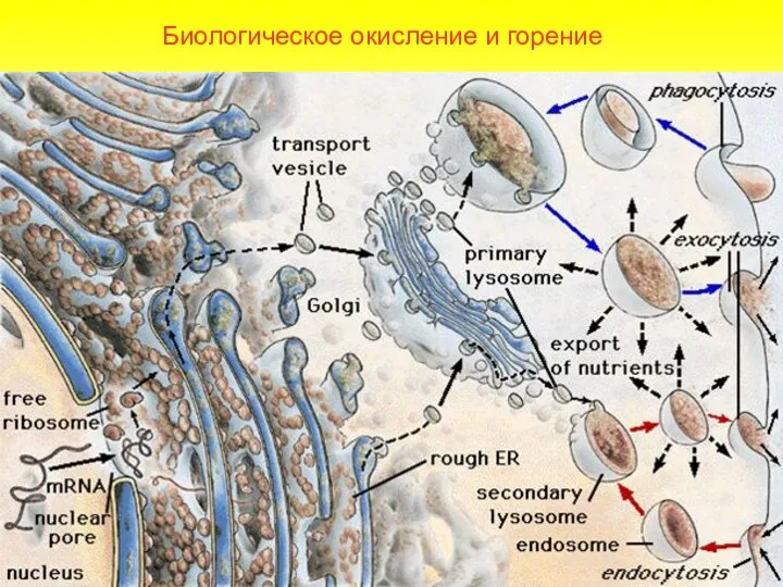 Биологическое окисление и горение