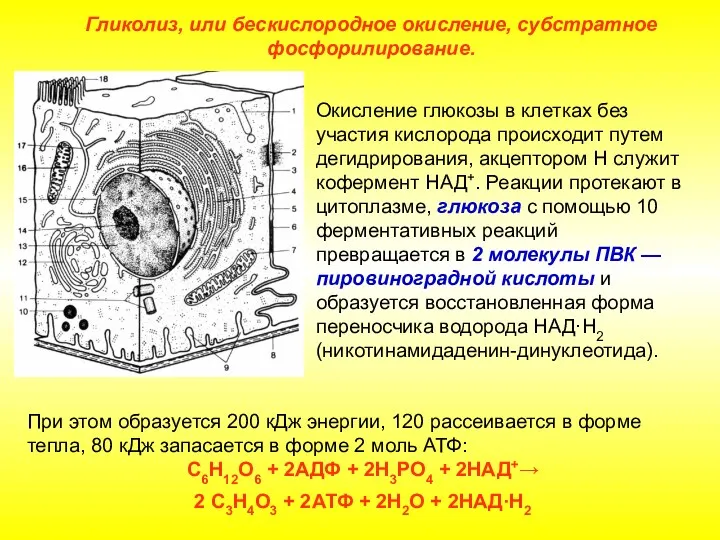 Окисление глюкозы в клетках без участия кислорода происходит путем дегидрирования,