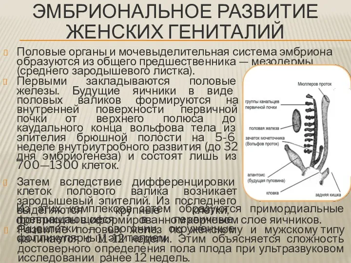 ЭМБРИОНАЛЬНОЕ РАЗВИТИЕ ЖЕНСКИХ ГЕНИТАЛИЙ Половые органы и мочевыделительная система эмбриона