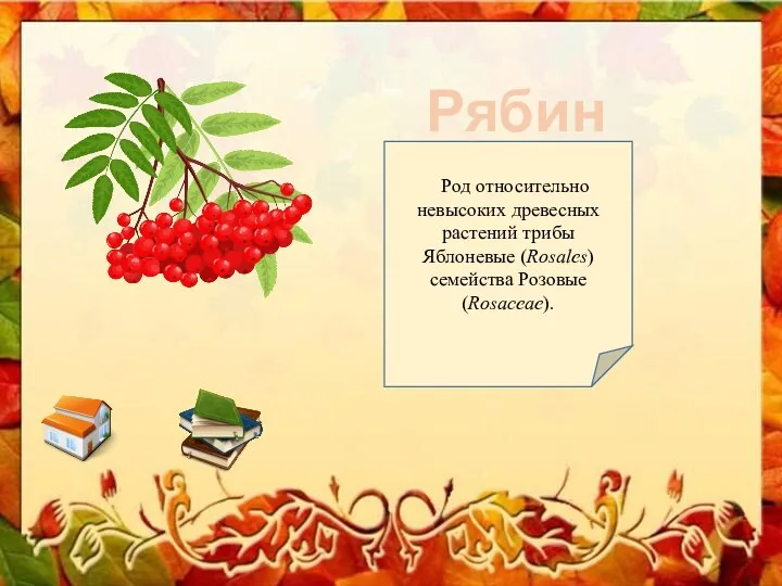 Рябина Род относительно невысоких древесных растений трибы Яблоневые (Rosales) семейства Розовые (Rosaceae).