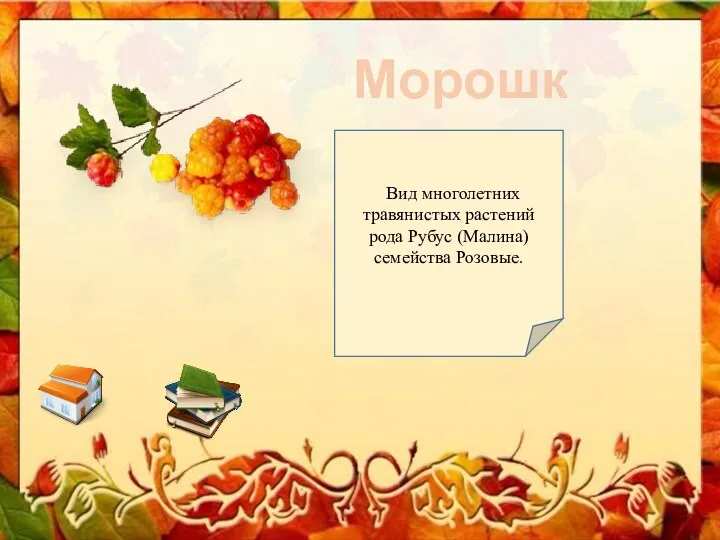 Морошка Вид многолетних травянистых растений рода Рубус (Малина) семейства Розовые.