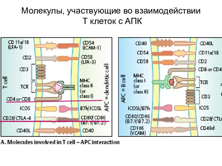 Молекулы, участвующие во взаимодействии Т клеток с АПК
