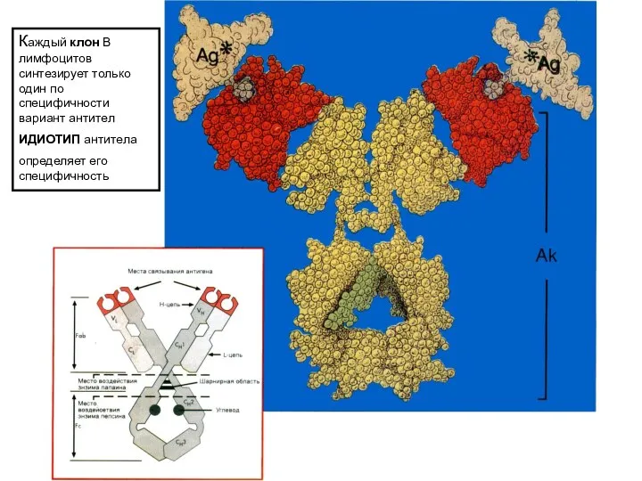 Каждый клон В лимфоцитов синтезирует только один по специфичности вариант антител ИДИОТИП антитела определяет его специфичность