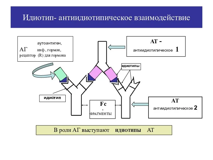 АТ - антиидиотипическое 1 аутоантиген, АГ инф , гормон, рецептор