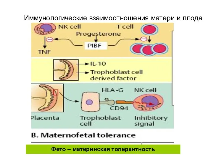 Иммунологические взаимоотношения матери и плода Фето – материнская толерантность