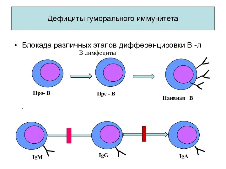 Дефициты гуморального иммунитета Блокада различных этапов дифференцировки В -л IgM