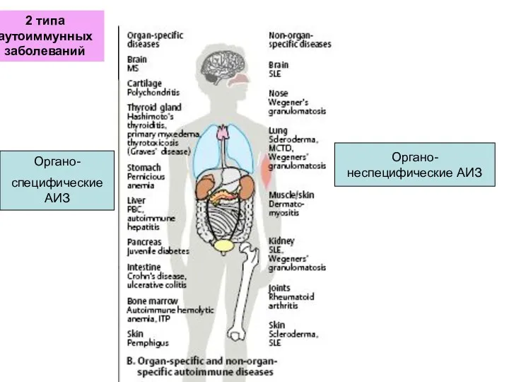 Органо- неспецифические АИЗ 2 типа аутоиммунных заболеваний Органо- специфические АИЗ