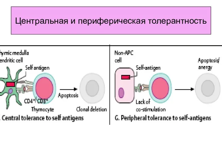 Центральная и периферическая толерантность