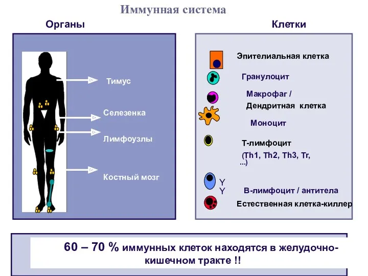 Костный мозг Лимфоузлы Селезенка Тимус Y Y Гранулоцит Макрофаг /