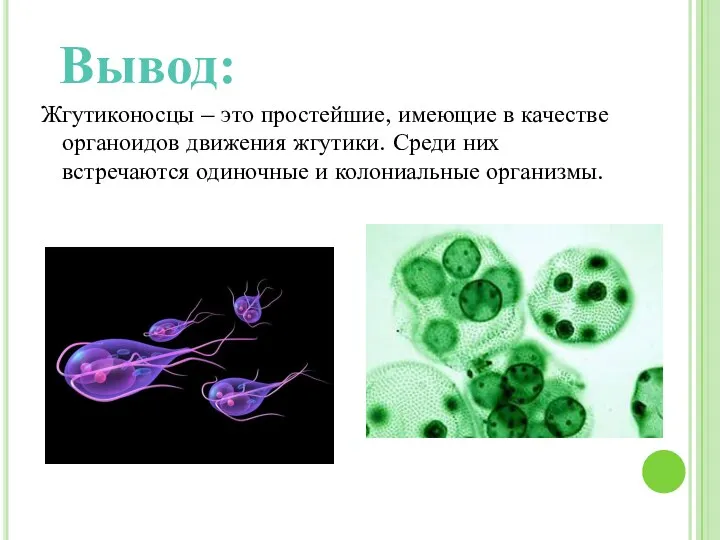 Жгутиконосцы – это простейшие, имеющие в качестве органоидов движения жгутики.