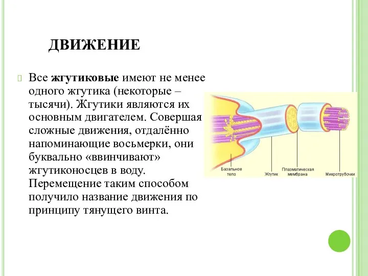 ДВИЖЕНИЕ Все жгутиковые имеют не менее одного жгутика (некоторые –