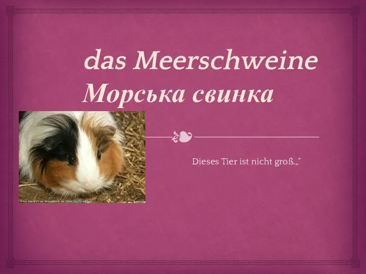 das Meerschweine Морська свинка Dieses Tier ist nicht groß.„“