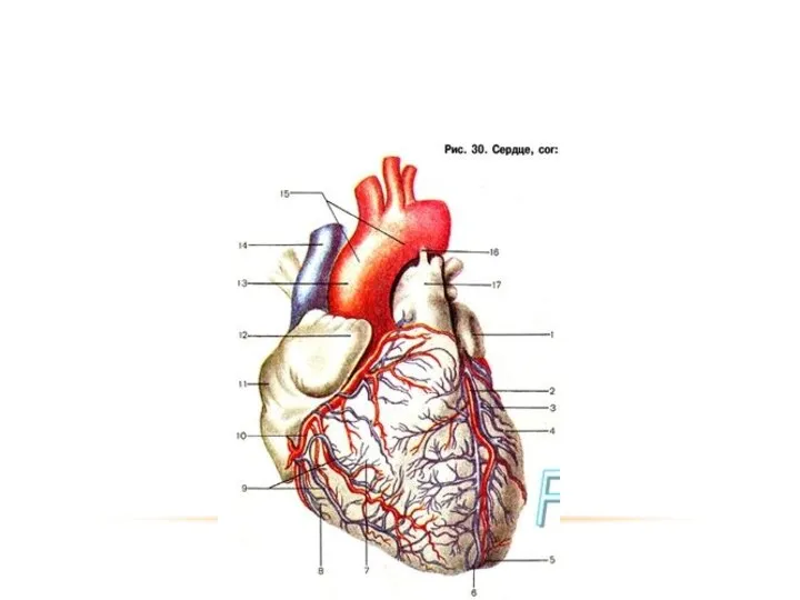 КОРОНАРНОЕ КРОВООБРАЩЕНИЕ