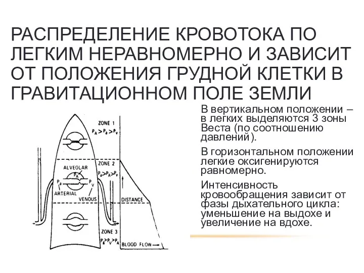 РАСПРЕДЕЛЕНИЕ КРОВОТОКА ПО ЛЕГКИМ НЕРАВНОМЕРНО И ЗАВИСИТ ОТ ПОЛОЖЕНИЯ ГРУДНОЙ