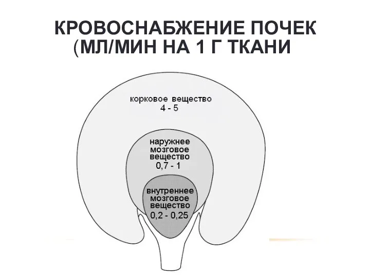 КРОВОСНАБЖЕНИЕ ПОЧЕК (МЛ/МИН НА 1 Г ТКАНИ)