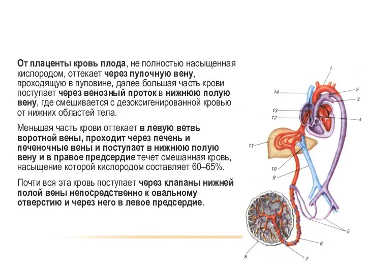 ОСОБЕННОСТИ КРОВООБРАЩЕНИЯ ПЛОДА : От плаценты кровь плода, не полностью