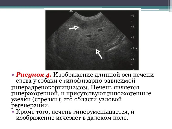 Рисунок 4. Изображение длинной оси печени слева у собаки с