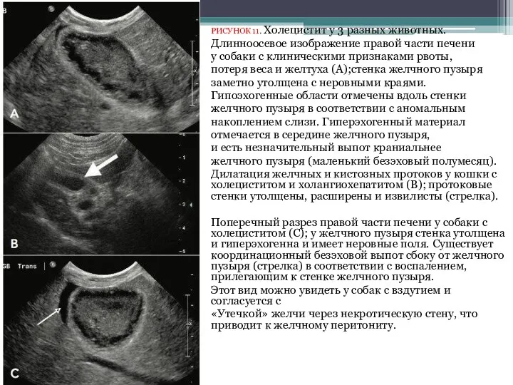 РИСУНОК 11. Холецистит у 3 разных животных. Длинноосевое изображение правой