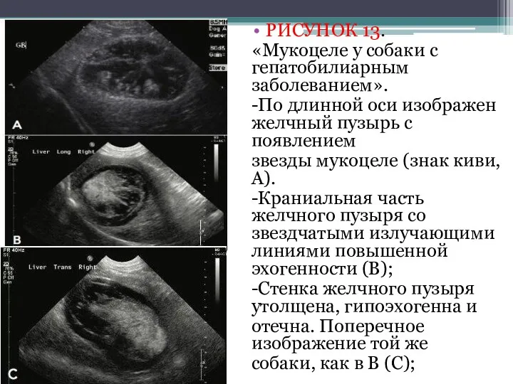 РИСУНОК 13. «Мукоцеле у собаки с гепатобилиарным заболеванием». -По длинной