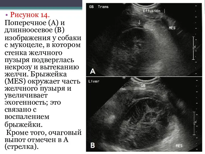 Рисунок 14. Поперечное (A) и длинноосевое (B) изображения у собаки