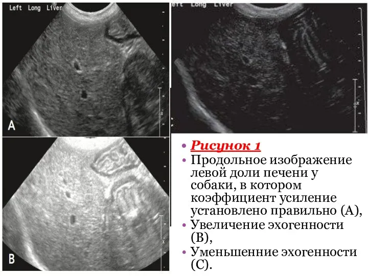 Рисунок 1 Продольное изображение левой доли печени у собаки, в