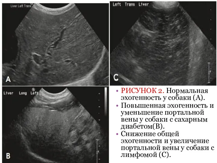 РИСУНОК 2. Нормальная эхогенность у собаки (А). Повышенная эхогенность и