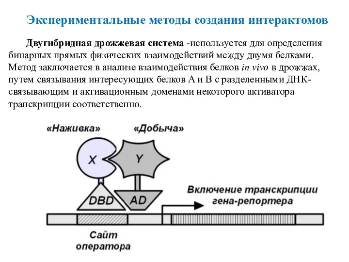 Двугибридная дрожжевая система -используется для определения бинарных прямых физических взаимодействий