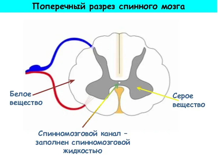 Спинномозговой канал – заполнен спинномозговой жидкостью Серое вещество Белое вещество Поперечный разрез спинного мозга