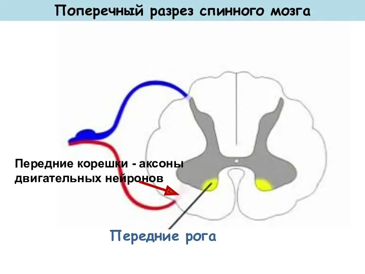 Передние рога Поперечный разрез спинного мозга Передние корешки - аксоны двигательных нейронов