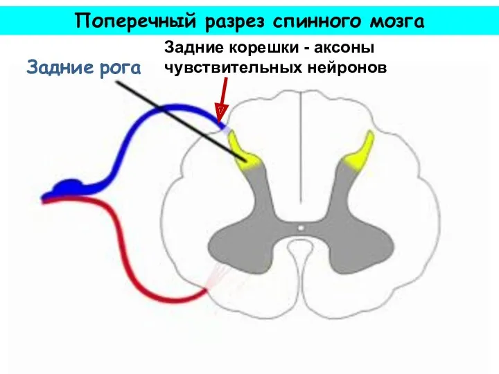 Задние рога Поперечный разрез спинного мозга Задние корешки - аксоны чувствительных нейронов