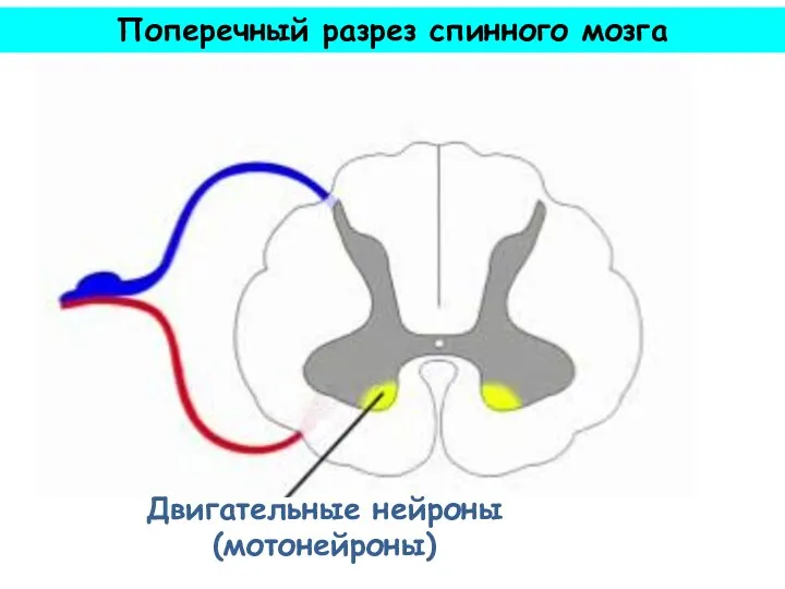 Двигательные нейроны (мотонейроны) Поперечный разрез спинного мозга