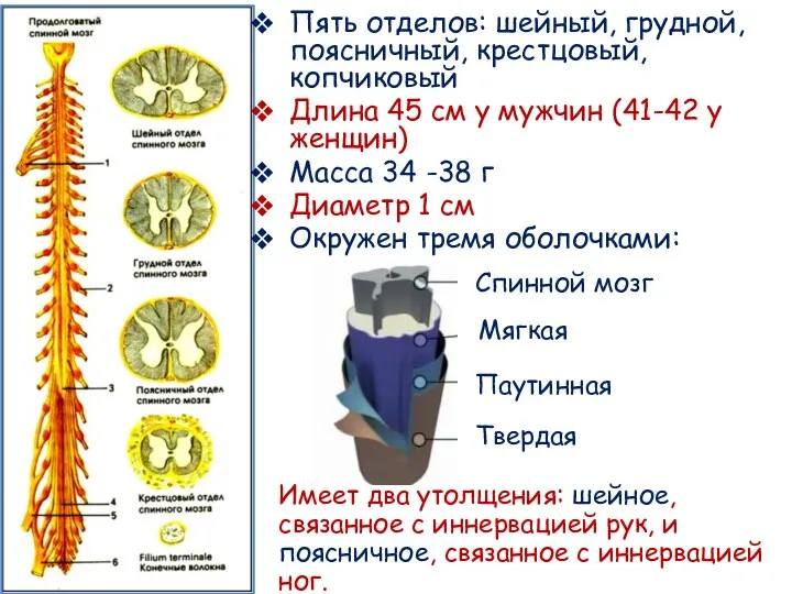 Пять отделов: шейный, грудной, поясничный, крестцовый, копчиковый Длина 45 см