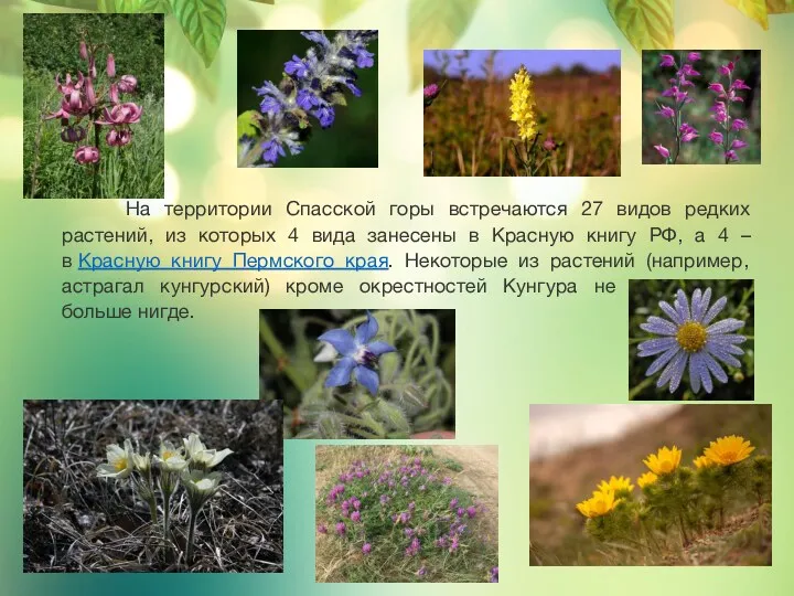 На территории Спасской горы встречаются 27 видов редких растений, из