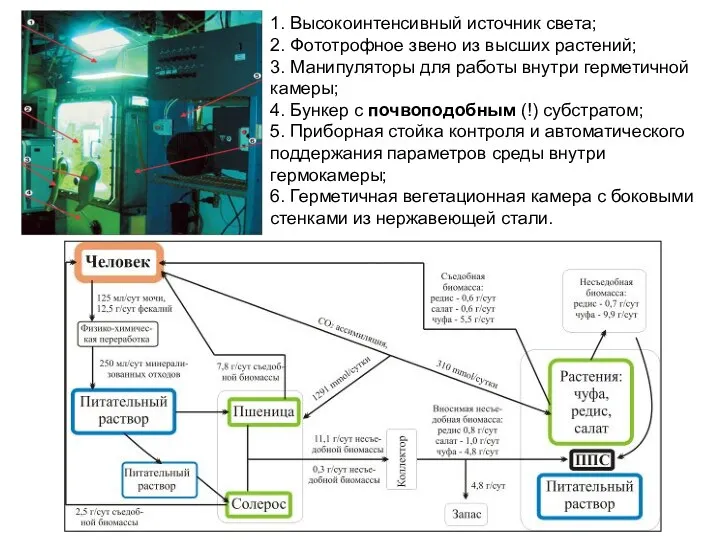 1. Высокоинтенсивный источник света; 2. Фототрофное звено из высших растений;