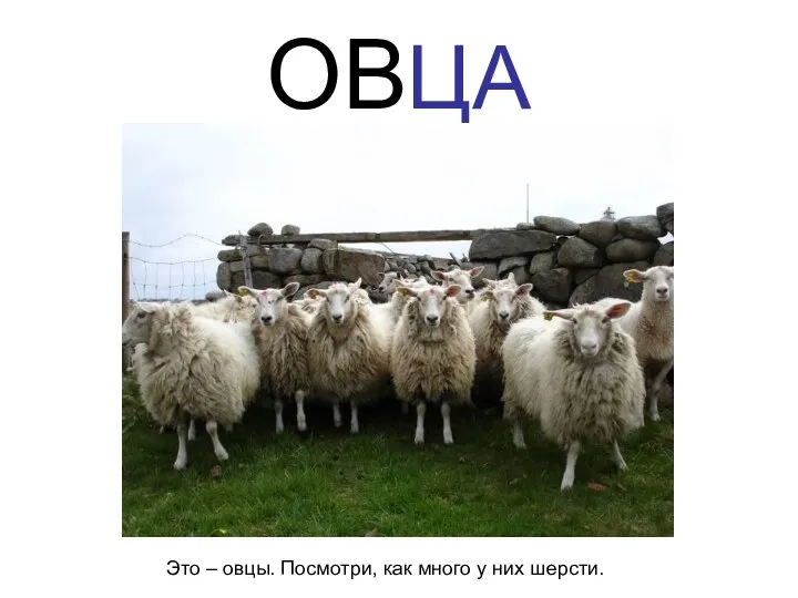 ОВЦА Это – овцы. Посмотри, как много у них шерсти.