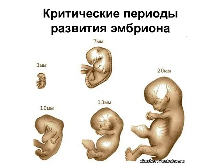 Критические периоды развития эмбриона