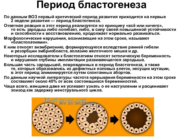 Период бластогенеза По данным ВОЗ первый критический период развития приходится