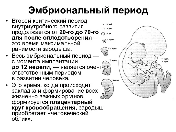 Эмбриональный период Второй критический период внутриутробного развития продолжается от 20-го