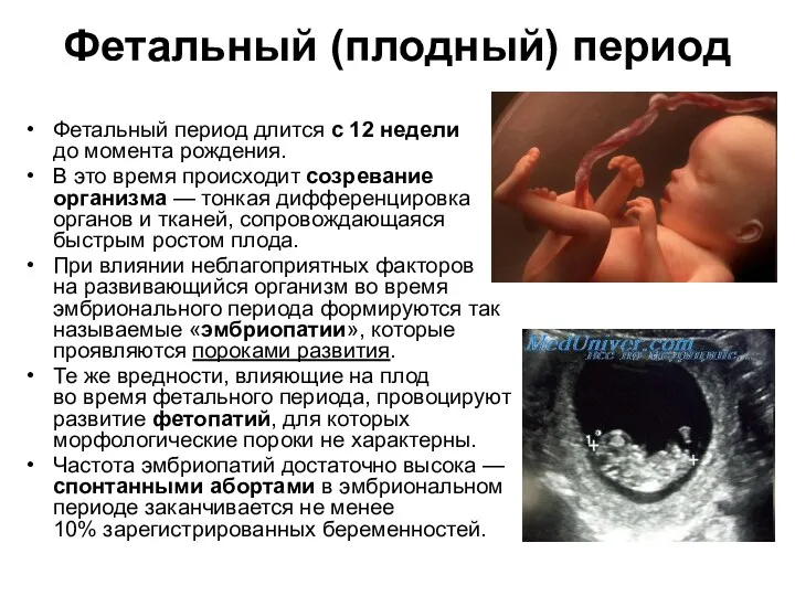 Фетальный (плодный) период Фетальный период длится с 12 недели до