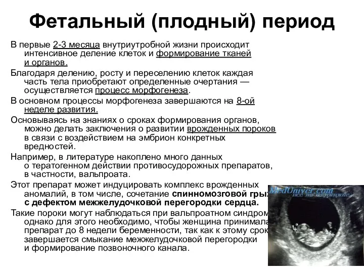 Фетальный (плодный) период В первые 2-3 месяца внутриутробной жизни происходит