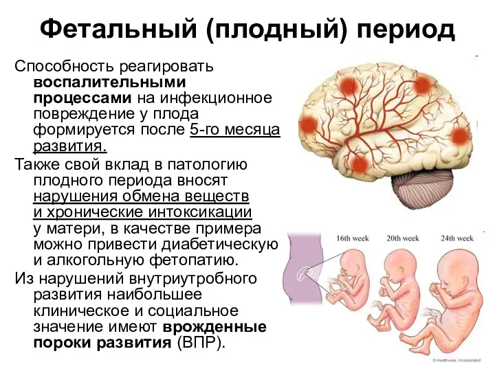 Фетальный (плодный) период Способность реагировать воспалительными процессами на инфекционное повреждение