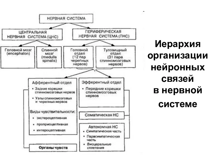 Иерархия организации нейронных связей в нервной системе