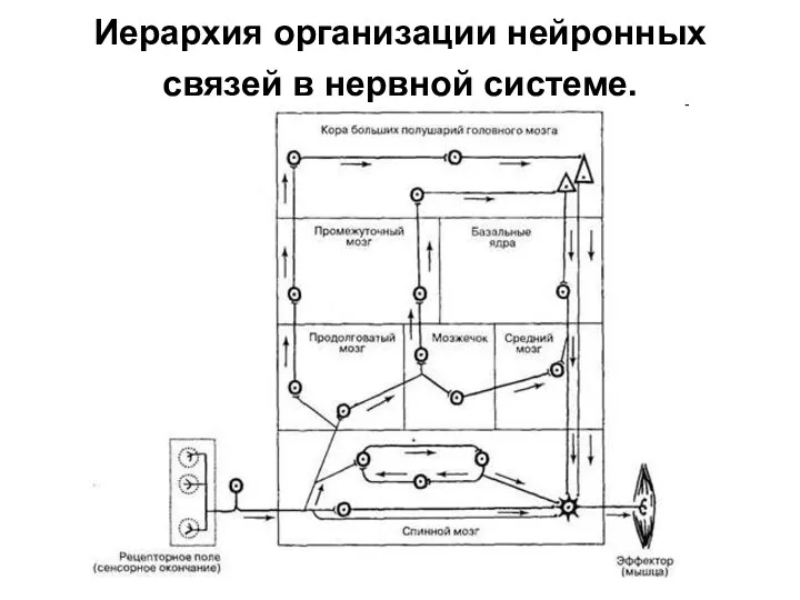 Иерархия организации нейронных связей в нервной системе.