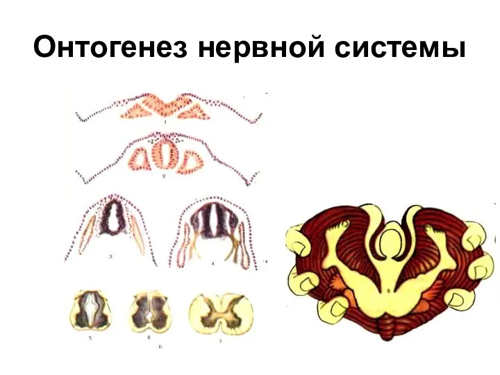 Онтогенез нервной системы