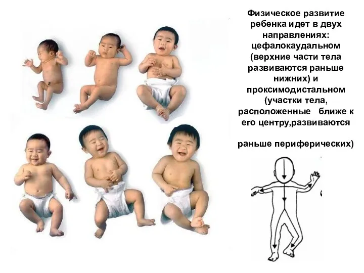 Физическое развитие ребенка идет в двух направлениях: цефалокаудальном (верхние части