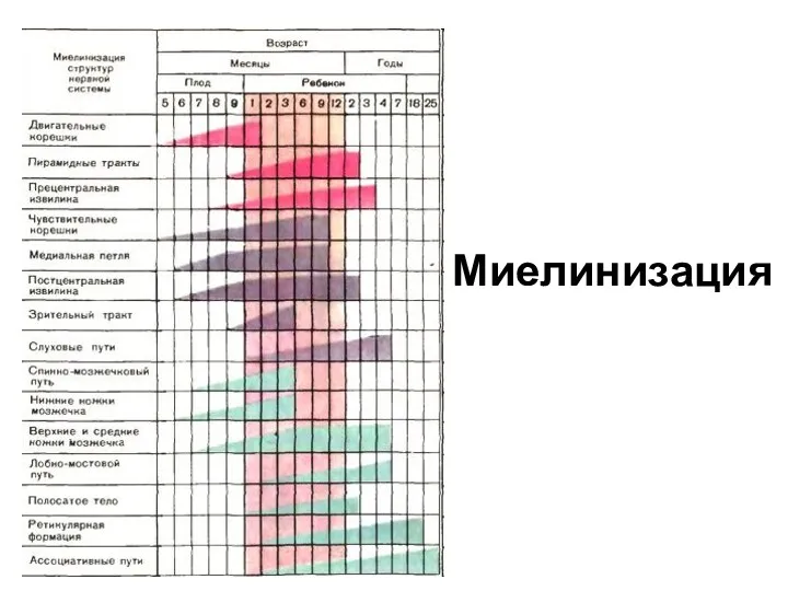 Миелинизация