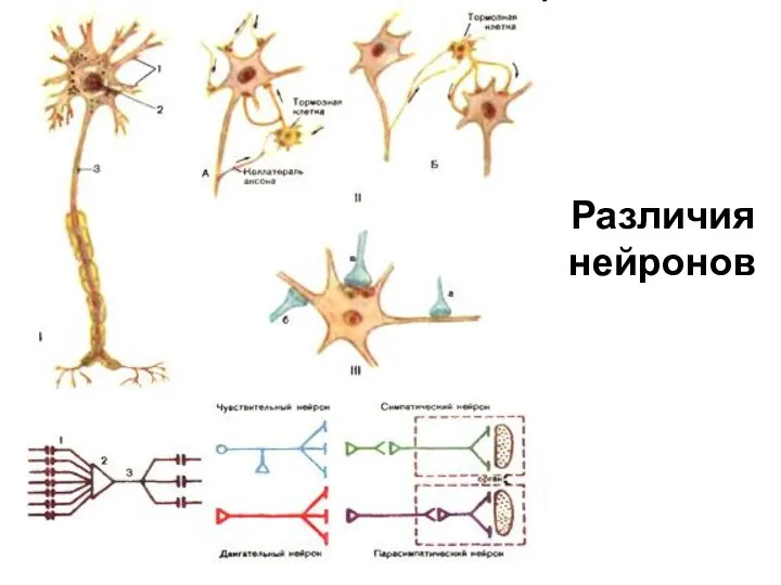 Различия нейронов