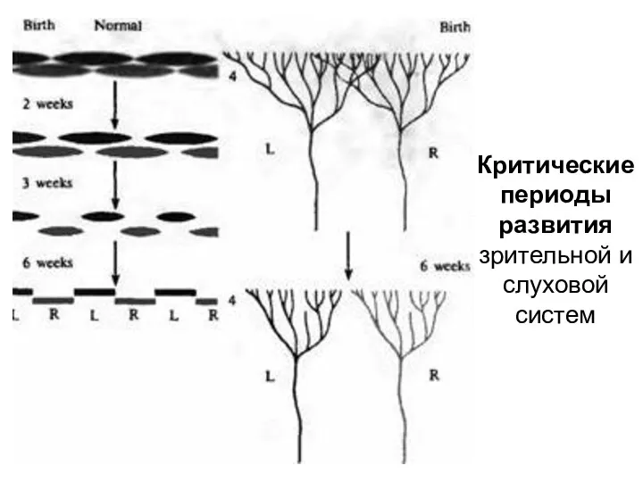 Критические периоды развития зрительной и слуховой систем