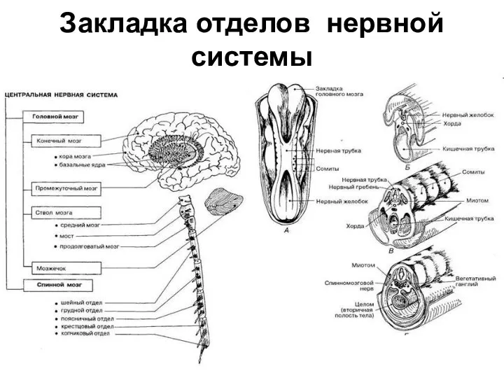 Закладка отделов нервной системы