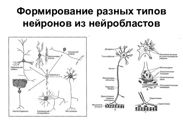 Формирование разных типов нейронов из нейробластов
